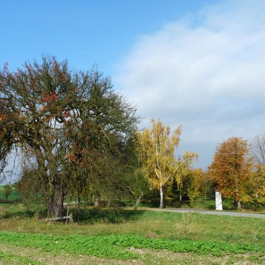 Hrušeň v Olšovicích