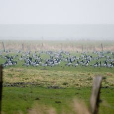 Dithmarscher Eidervorland mit Watt