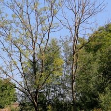 Stříbrný topol (Vesec u Sobotky)