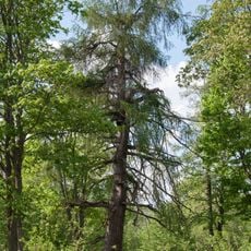 Ojasoo larch