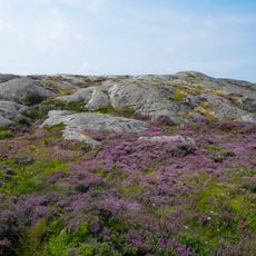 Väderöarna (naturreservat)