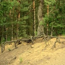 Binnendünen bei Siegenburg und Offenstetten