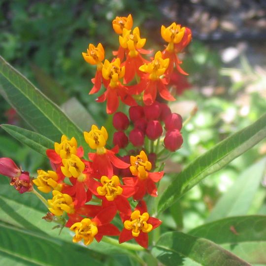 Jardín Botánico y Arboreto de Alta Cima