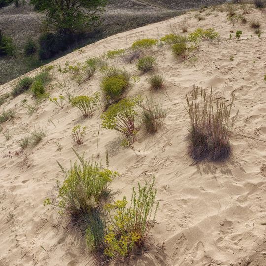 Fülöpháza dand-drifts