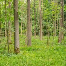 Buchenwälder zwischen Wildburg und Heineberg