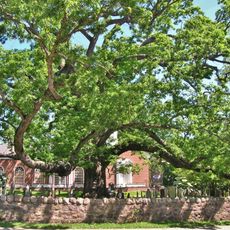 Basking Ridge White Oak Tree