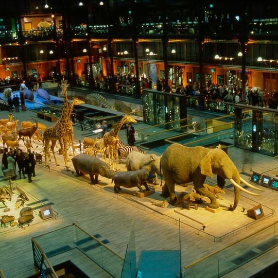 Grand Gallery of Evolution