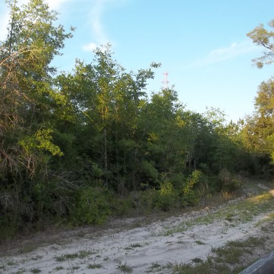 Belmore State Forest