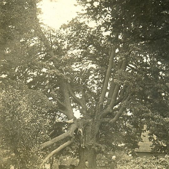 Lípa v Pusté Rybné