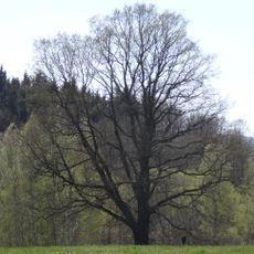 Dub v Horní Libchavě (Dub u Šporky)