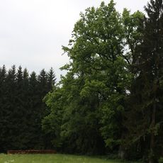 Eiche vor dem Feichtenbachwald