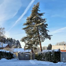 Усадьба Грузинских (Шорыгиных) (Посёлок санатория имени Ленина, бывшее с. Михайловское (Пенкинская c/а))