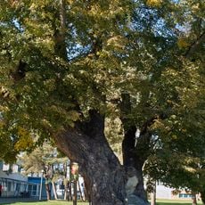 Lípa na Sokolském ostrově