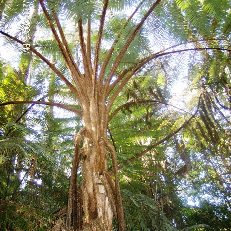 Cusuco nationalpark