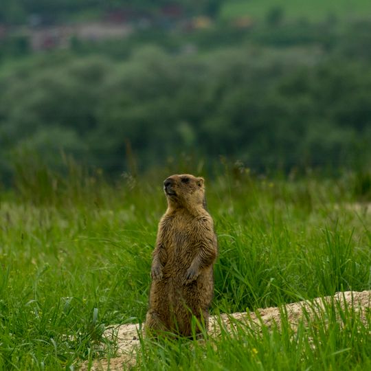 Гераськівський заказник