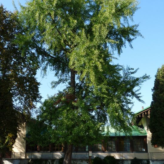 Ginkgo biloba