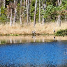 Quell- und Durchströmungsmoor mit Kleingewässern bei Dalle