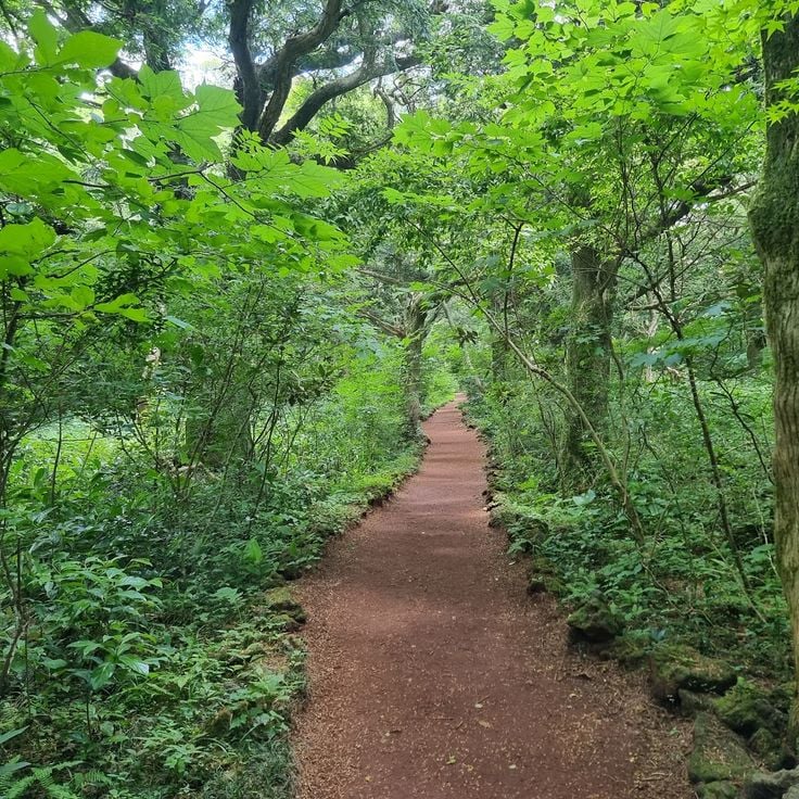 Bijarim Forest