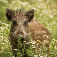 Wildpark Gersfeld