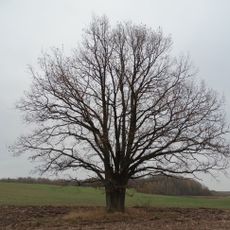 Svirplionių ąžuolas