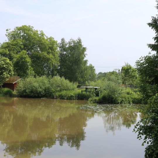 Seerosenbestände am Aschachaltarm