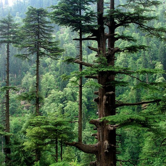 Western Himalayan subalpine conifer forests