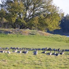 Langø