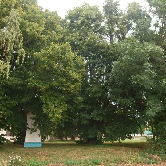 Lípa U Kapličky