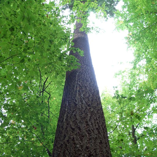 Arboretum Freiburg-Günterstal