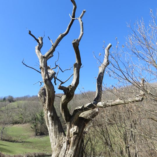 Le Gros Châtaignier