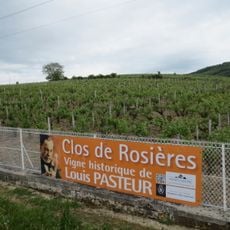 Vigne de Louis Pasteur