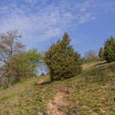 Gungoldinger Wacholderheide