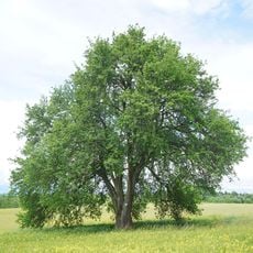 5-stämmiger Mostbirnbaum beim Thomaried