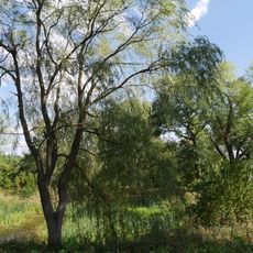 Manor house in Bosowice park