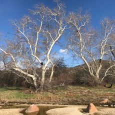 Coronado National Forest