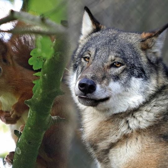 Parc de découverte de Wildwood