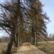 Augstrozes lapegļu aleja