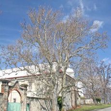 Platanová alej v Luži