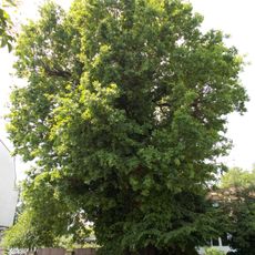 European oak Waldstraße 83