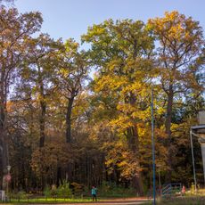 Duby lesmistra J. Neumanna