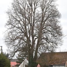 Lípa v Nové Vsi u Nepomuka