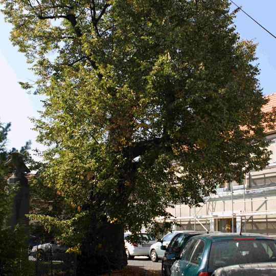 Lípa u kostela sv. Prokopa v Hrnčířích