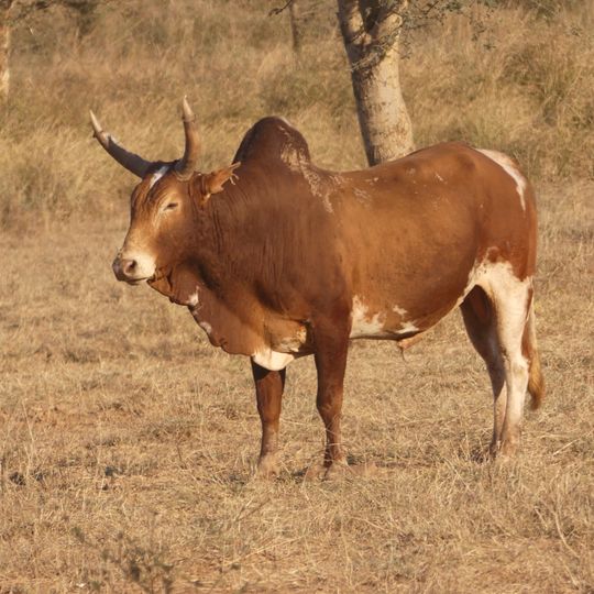 Kuno Wildlife Sanctuary