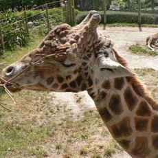 Wellington Zoo