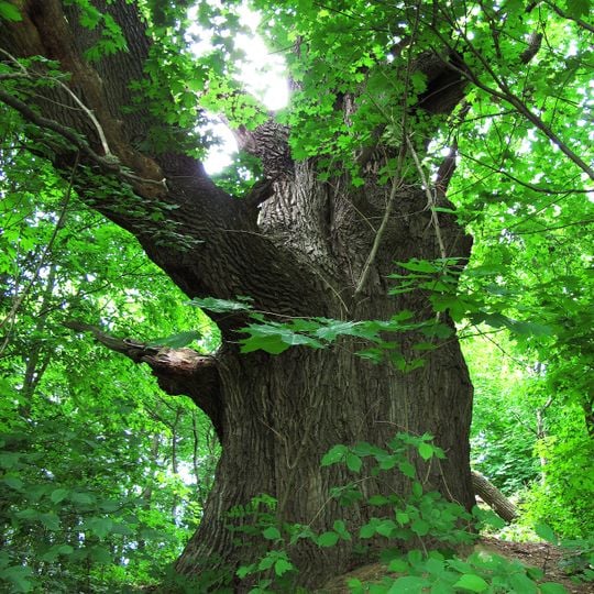 Taras Shevchenko Oaks