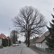 Naturdenkmal Stieleiche (Quercus robur) Lauchhammer Straße 18 Straßenraum (Gehwegbereich) in Schwarzheide