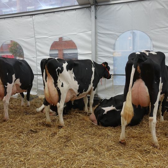 Woerdense Koeienmarkt