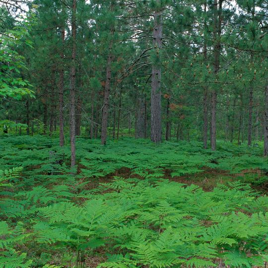 Seney National Wildlife Refuge