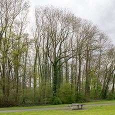 Buchenwald bei Elsen Bahnhof