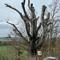 Buche bei Frielendorf